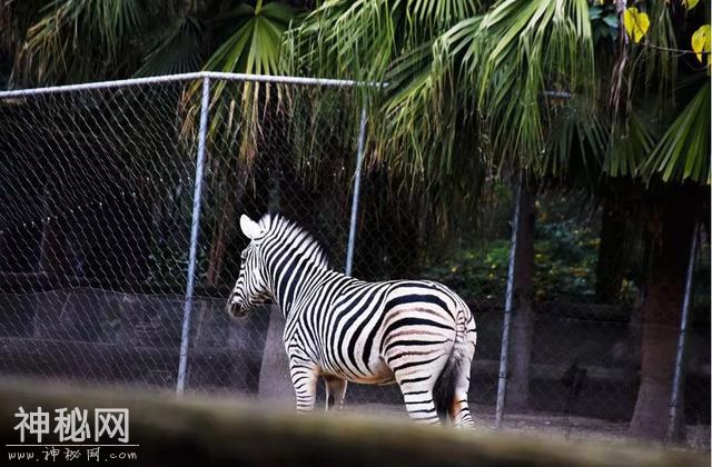 西南最大动物世界，熊猫、长颈鹿、斑马、鸵鸟…3000多只动物任你看-11.jpg