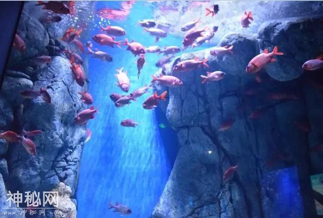 西南最大动物世界，熊猫、长颈鹿、斑马、鸵鸟…3000多只动物任你看-18.jpg