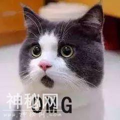 你养的动物，可能比你长寿-10.jpg