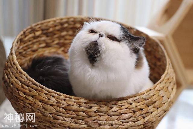 猫咪剃毛秒变卤蛋，站起来后，搞怪形象让网友直呼：外星人入侵-5.jpg
