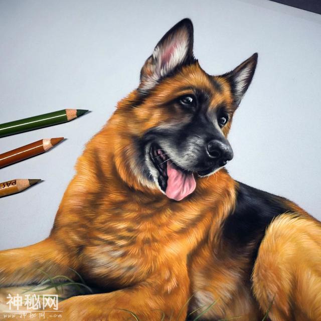 想用彩铅画超写实动物？不会毛发处理的话 看看这组狗狗和猫咪图-2.jpg