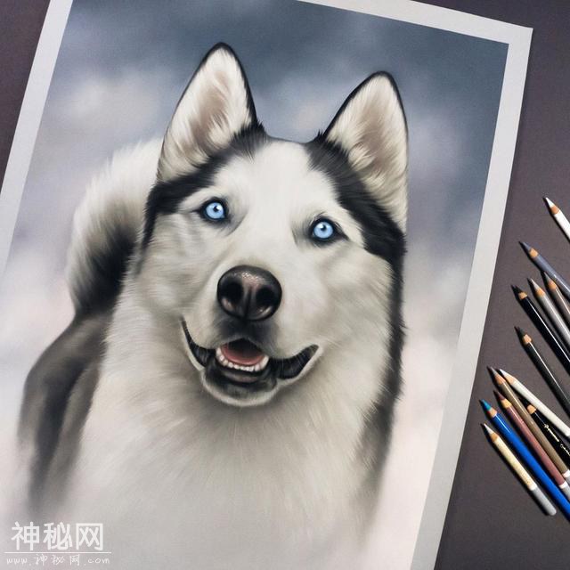 想用彩铅画超写实动物？不会毛发处理的话 看看这组狗狗和猫咪图-16.jpg