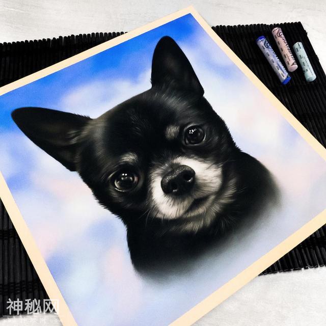 想用彩铅画超写实动物？不会毛发处理的话 看看这组狗狗和猫咪图-12.jpg