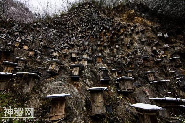 为什么神农架是生物的“诺亚方舟”？-23.jpg