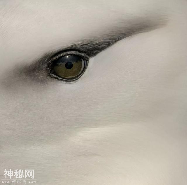 合法打鸟大赛，大概是今年看过的最棒“鸟片”-10.jpg