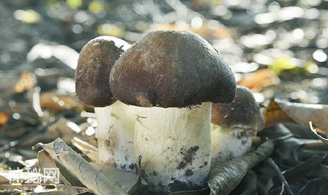 比灵芝还好的野生菌姬松茸，每天吃一点，健康养生全靠它-1.jpg