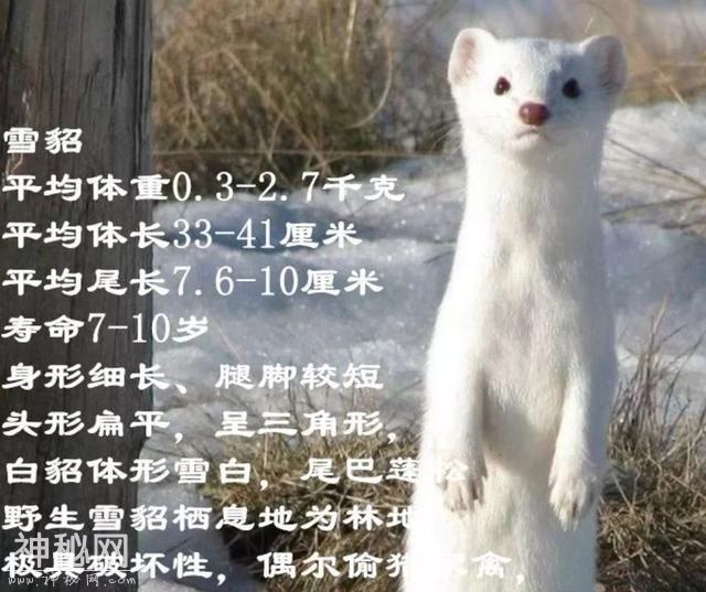 楼道惊魂！济南一小区现白色动物！下嘴挺狠，有人已被咬伤……-3.jpg