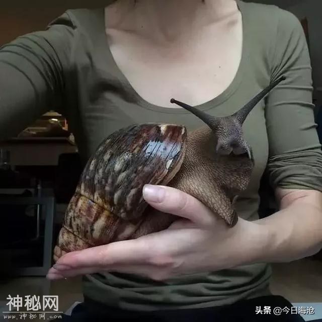 海沧人注意啦！小区出现这种生物会传播结核病和致命脑膜炎！-3.jpg