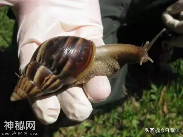 海沧人注意啦！小区出现这种生物会传播结核病和致命脑膜炎！-4.jpg
