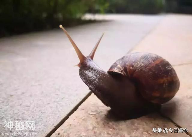 海沧人注意啦！小区出现这种生物会传播结核病和致命脑膜炎！-9.jpg