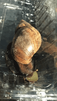 海沧人注意啦！小区出现这种生物会传播结核病和致命脑膜炎！-16.jpg