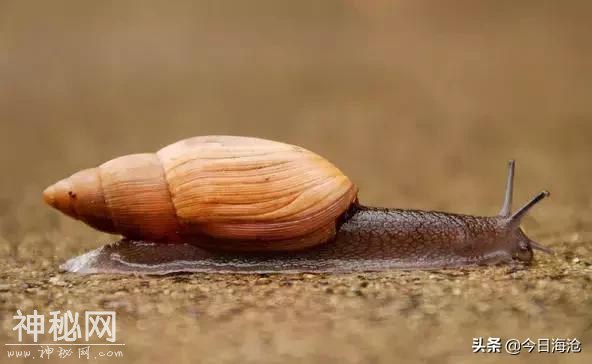 海沧人注意啦！小区出现这种生物会传播结核病和致命脑膜炎！-37.jpg