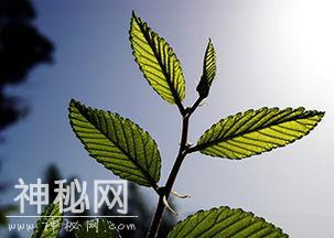 稀有的细菌有助于人们发现光合作用的古老起源-4.jpg