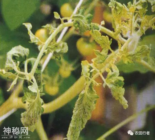 西红柿病毒病全解，建议收藏，对症下药-7.jpg