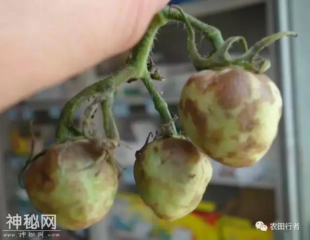 西红柿病毒病全解，建议收藏，对症下药-21.jpg
