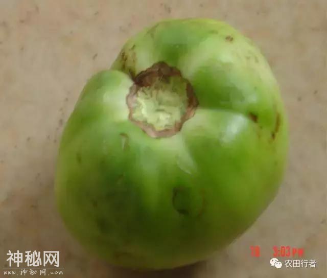 西红柿病毒病全解，建议收藏，对症下药-23.jpg