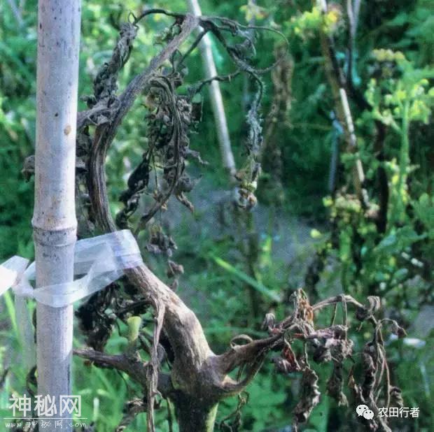 西红柿病毒病全解，建议收藏，对症下药-30.jpg