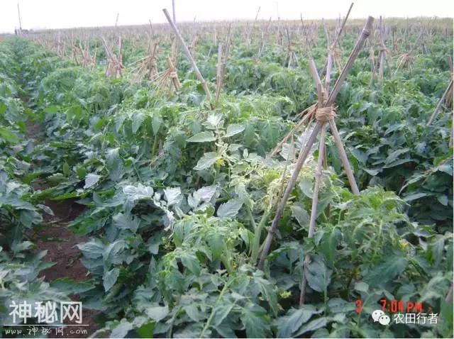 西红柿病毒病全解，建议收藏，对症下药-36.jpg