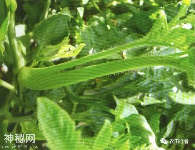 西红柿病毒病全解，建议收藏，对症下药-47.jpg