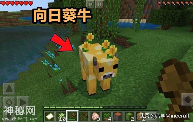 我的世界：mc神秘生物大揭晓！蘑菇岛又现新物种，官方对鸡下手了-5.jpg