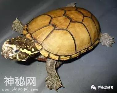 减少龟龟细菌感染的几个途径-4.jpg