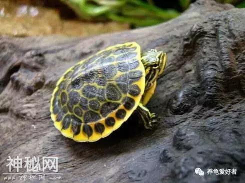 减少龟龟细菌感染的几个途径-3.jpg