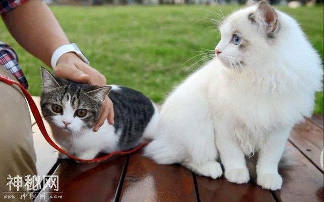 猫咪需要户外活动吗？-1.jpg
