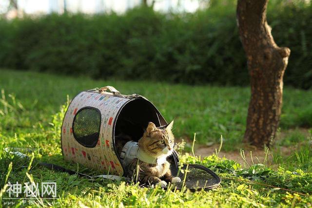 猫咪需要户外活动吗？-3.jpg