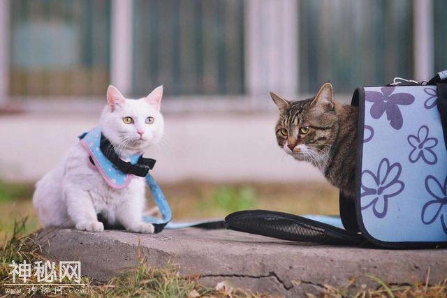 猫咪需要户外活动吗？-5.jpg