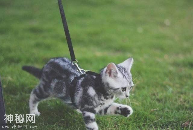 猫咪需要户外活动吗？-2.jpg