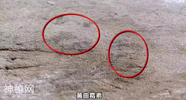 2亿细菌藏身菜板，脏的难以想象！99%抗菌的变态菜板，不发霉，磨刀磨蒜样样能行-5.jpg