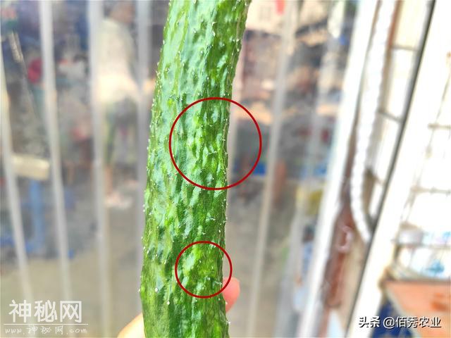 黄瓜叶片呈穿孔状，疑似细菌病害，其实是一种害虫在作怪-2.jpg