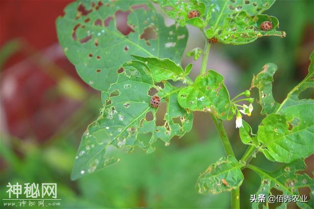 黄瓜叶片呈穿孔状，疑似细菌病害，其实是一种害虫在作怪-3.jpg