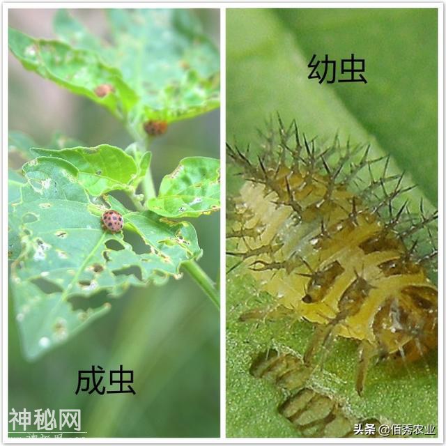 黄瓜叶片呈穿孔状，疑似细菌病害，其实是一种害虫在作怪-4.jpg
