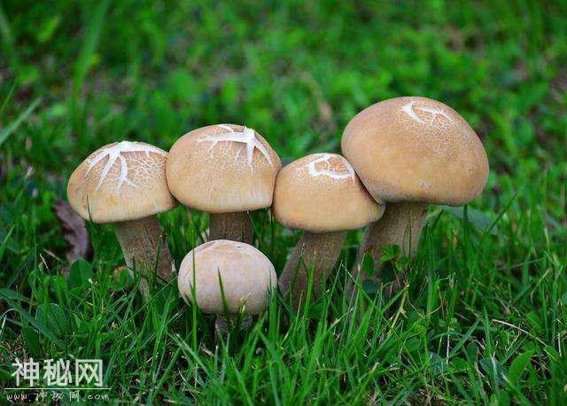 野蘑菇为啥围成圈生长？很多人以为是外星人降临，其实另有原因-6.jpg