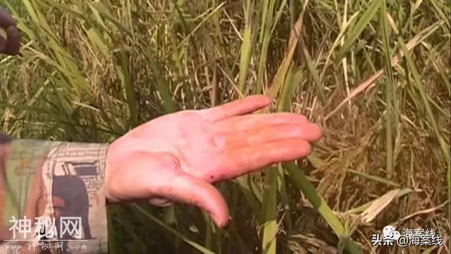 得了怪病的稻谷｜柳州79亩稻田大量减产或颗粒无收，是不是种子有问题？-2.jpg
