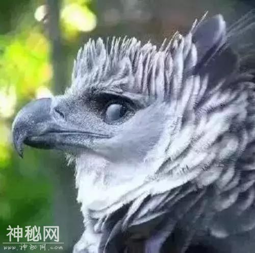 生物界网红三傻：为了适应生存环境，这些动物都变得如此沙雕-4.jpg