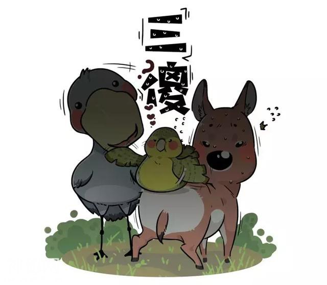 生物界网红三傻：为了适应生存环境，这些动物都变得如此沙雕-7.jpg