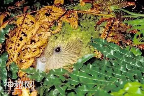 生物界网红三傻：为了适应生存环境，这些动物都变得如此沙雕-36.jpg