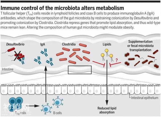 两项突破性研究揭示肠道定植细菌或能“预防肥胖”-1.jpg
