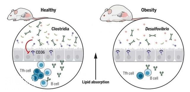两项突破性研究揭示肠道定植细菌或能“预防肥胖”-2.jpg