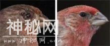 PNAS：研究揭示了细菌如何击败免疫系统-1.jpg