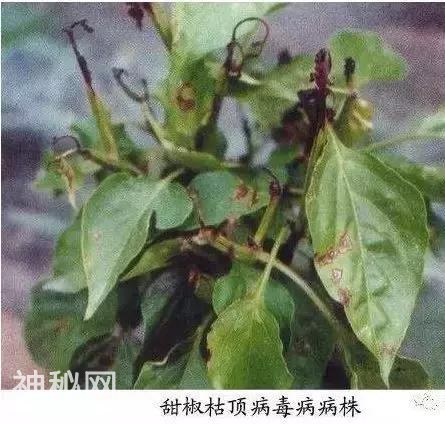 病毒病——“植物的癌症”！不要怕！消灭“癌症”不在话下-6.jpg