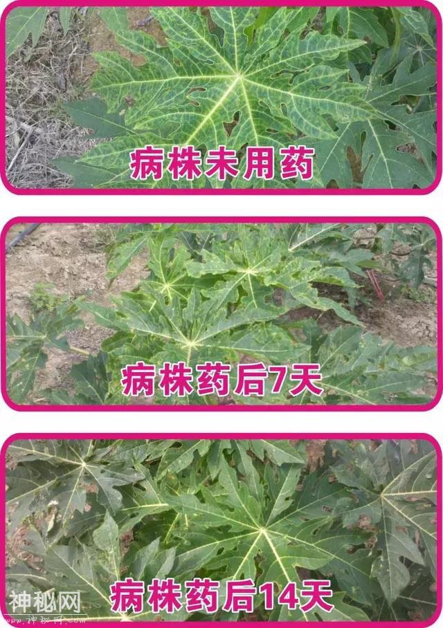 病毒病——“植物的癌症”！不要怕！消灭“癌症”不在话下-14.jpg