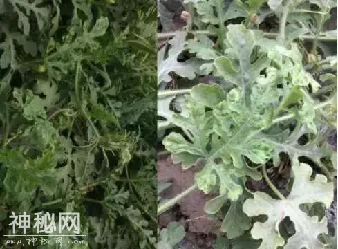 病毒病——“植物的癌症”！不要怕！消灭“癌症”不在话下-15.jpg