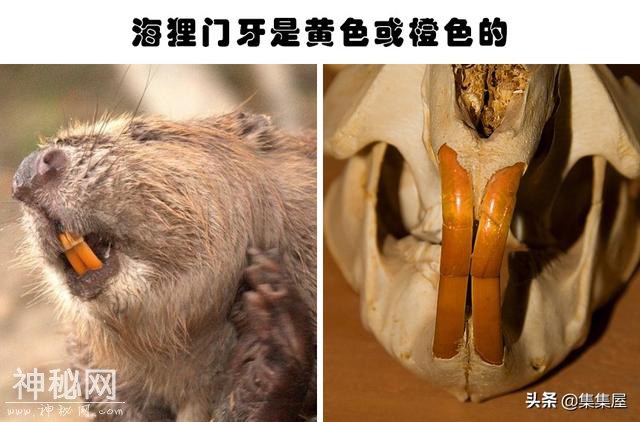 关于动物，即便生物老师都不一定知晓的15个冷知识-5.jpg