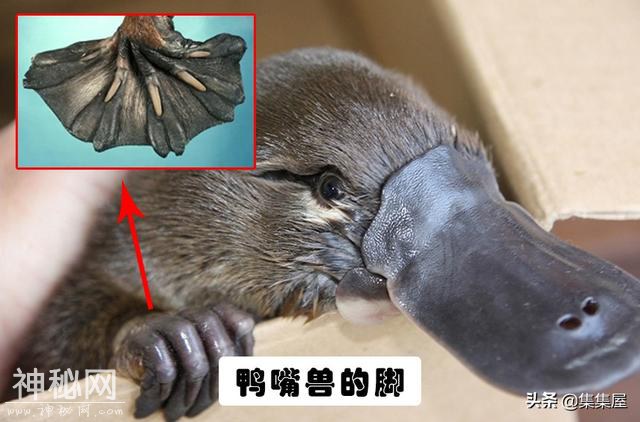 关于动物，即便生物老师都不一定知晓的15个冷知识-1.jpg