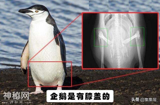 关于动物，即便生物老师都不一定知晓的15个冷知识-15.jpg