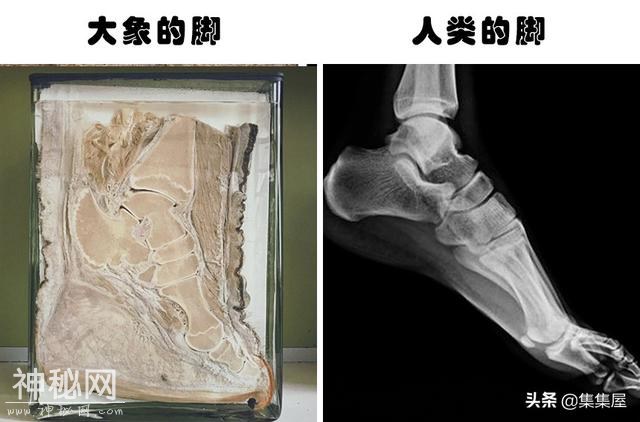 关于动物，即便生物老师都不一定知晓的15个冷知识-10.jpg