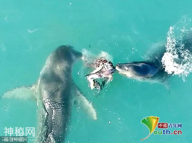 《我们的星球》摄影组拍到2只豹海豹共享猎物 科学家直言罕见-1.jpg